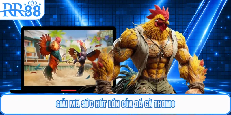 Giải mã sức hút lớn của đá gà Thomo