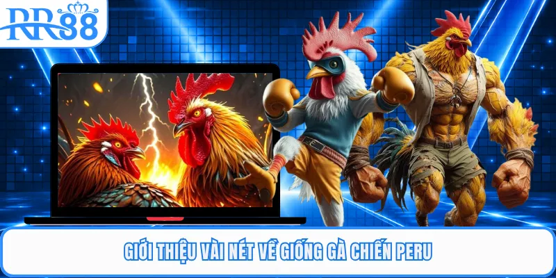 Giới thiệu vài nét về giống gà chiến Peru